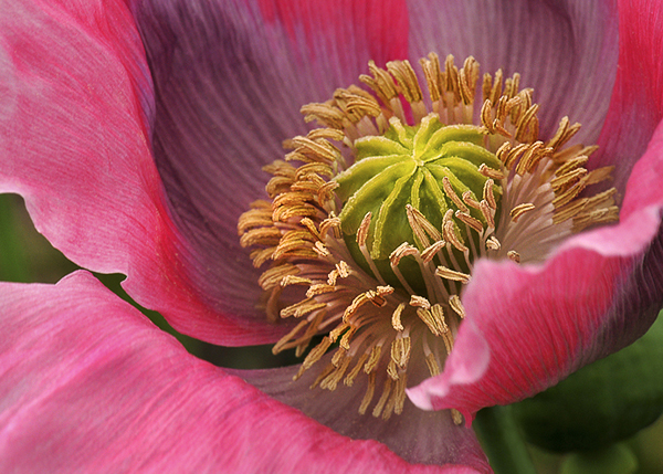 Pink Purple Poppy by Cindy Dyer Photography
