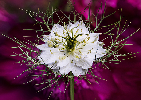 White Love-in-a-Mist Pink by Cindy Dyer Photography