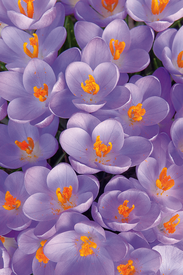 Lavender Color Crocus, botanical photography by Cindy Dyer, Garden Muse Photography